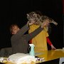 Dancingcat Zorro kiallitason3 Dancingcat Zorro kiallitason3